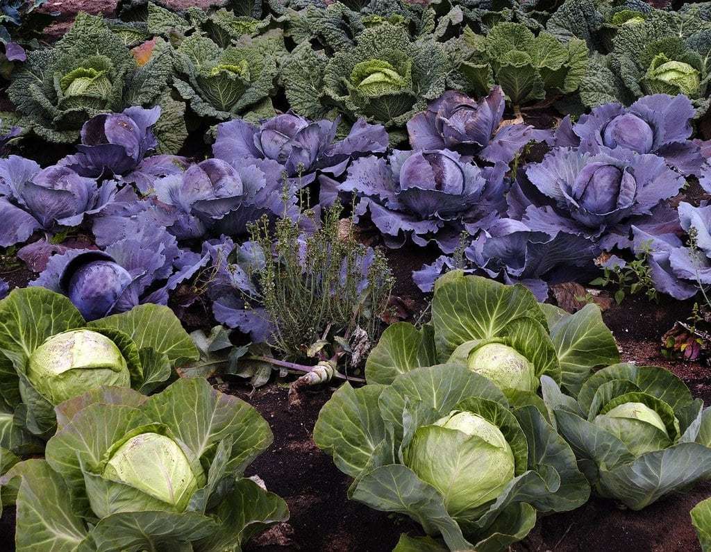 Cultiver un potager à la maison n'a jamais été aussi simple